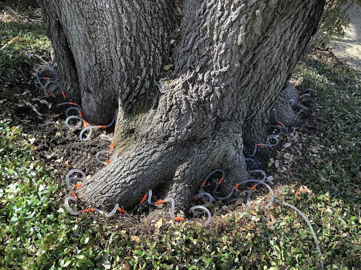 Detailed Tree Cabling and Bracing job site in Wallback