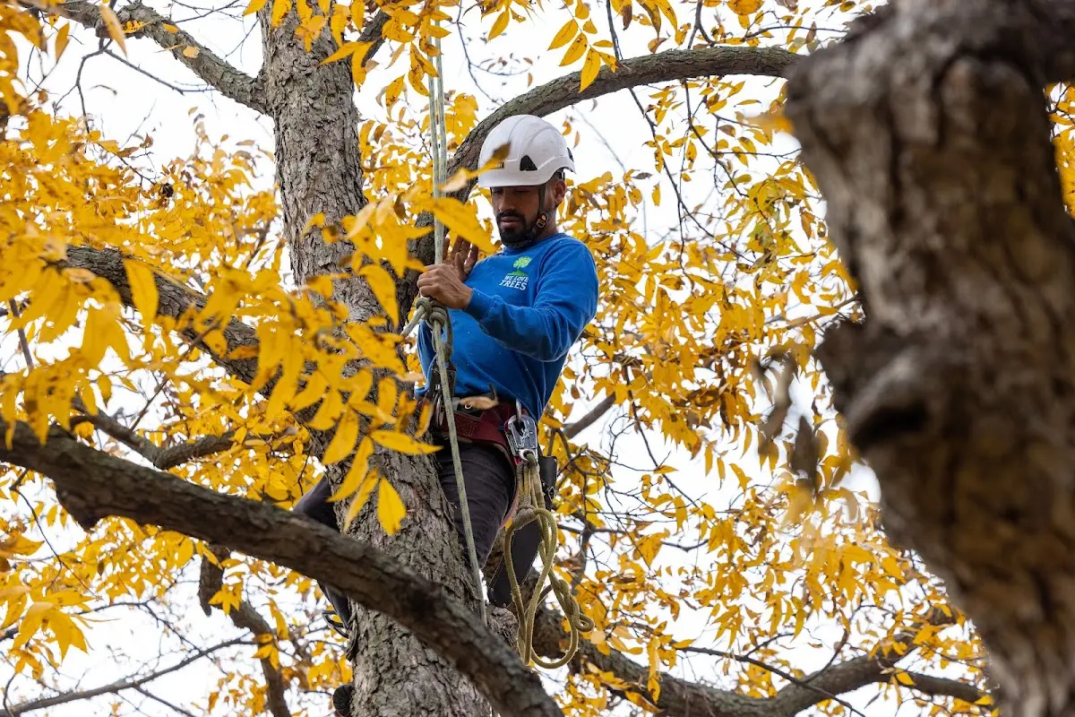 Skilled Tree Trimming crew working in Wallback